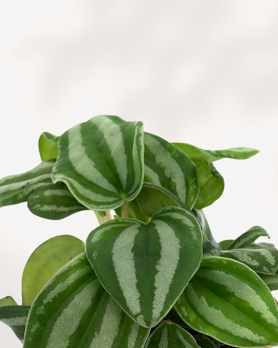 Peperomia Mini Watermelon