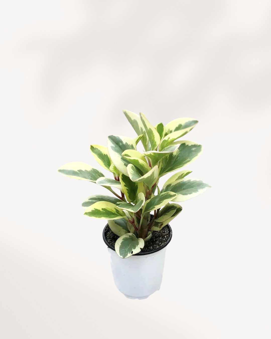 Peperomia Obtusifolia Marble 4" Pot - Small