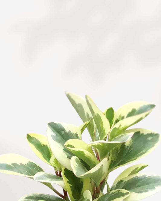 Peperomia Obtusifolia Marble 2.5" Pot - XSmall