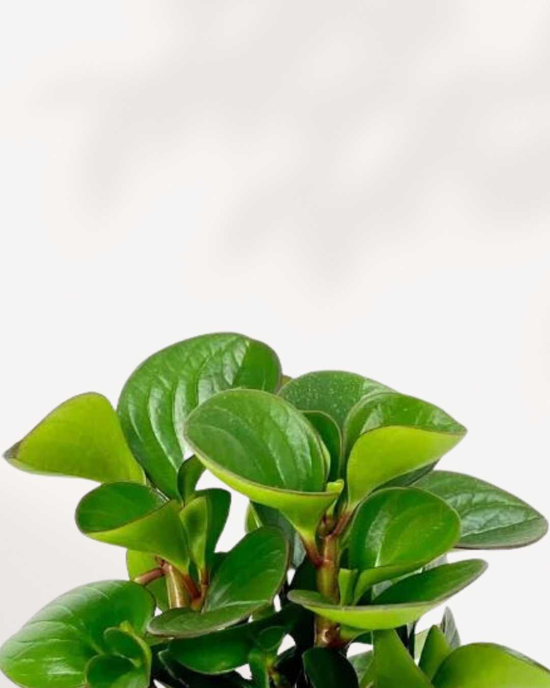 Peperomia Obtusifolia