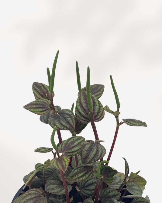 Peperomia Piccolo Banda 4" Pot - Small