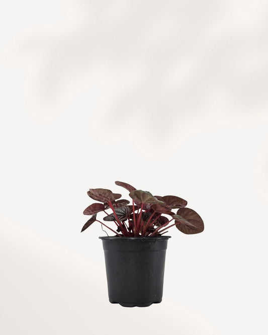 Peperomia Red Ripple Luna with burgundy rippled leaves