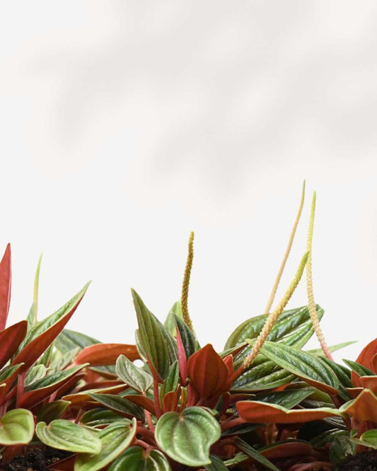 Peperomia Rosso 4" - Hanging Basket