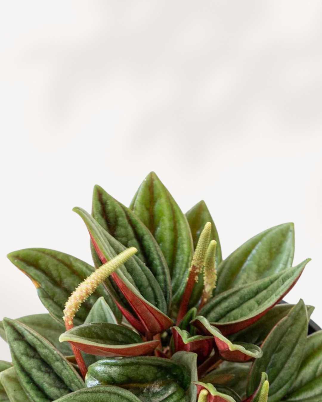 Peperomia Rosso