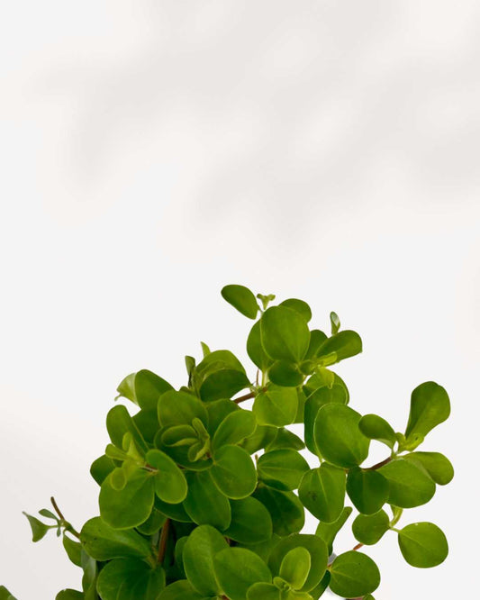 Peperomia Rotundifolia 3.5" Pot - Small