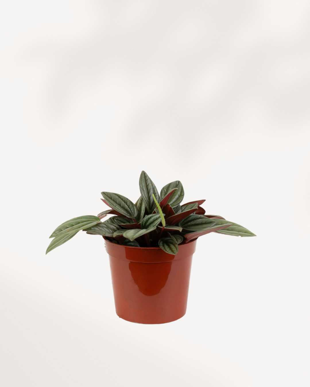 Cupid Peperomia - Easy House Plant - 2.5 Pot