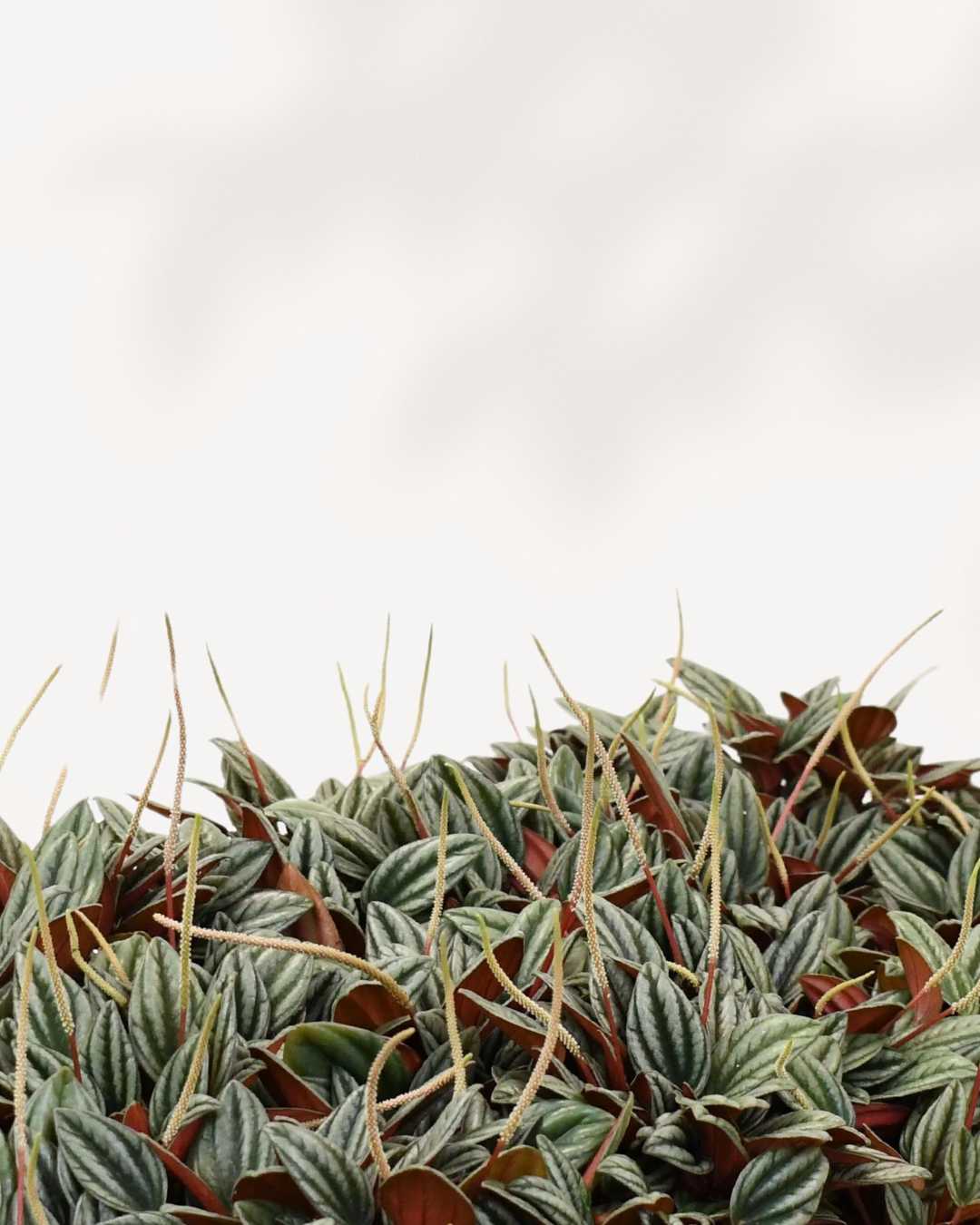 Peperomia San Marino