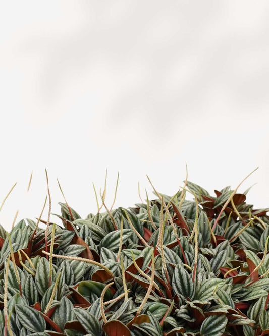 Peperomia San Marino 4" Pot - XSmall