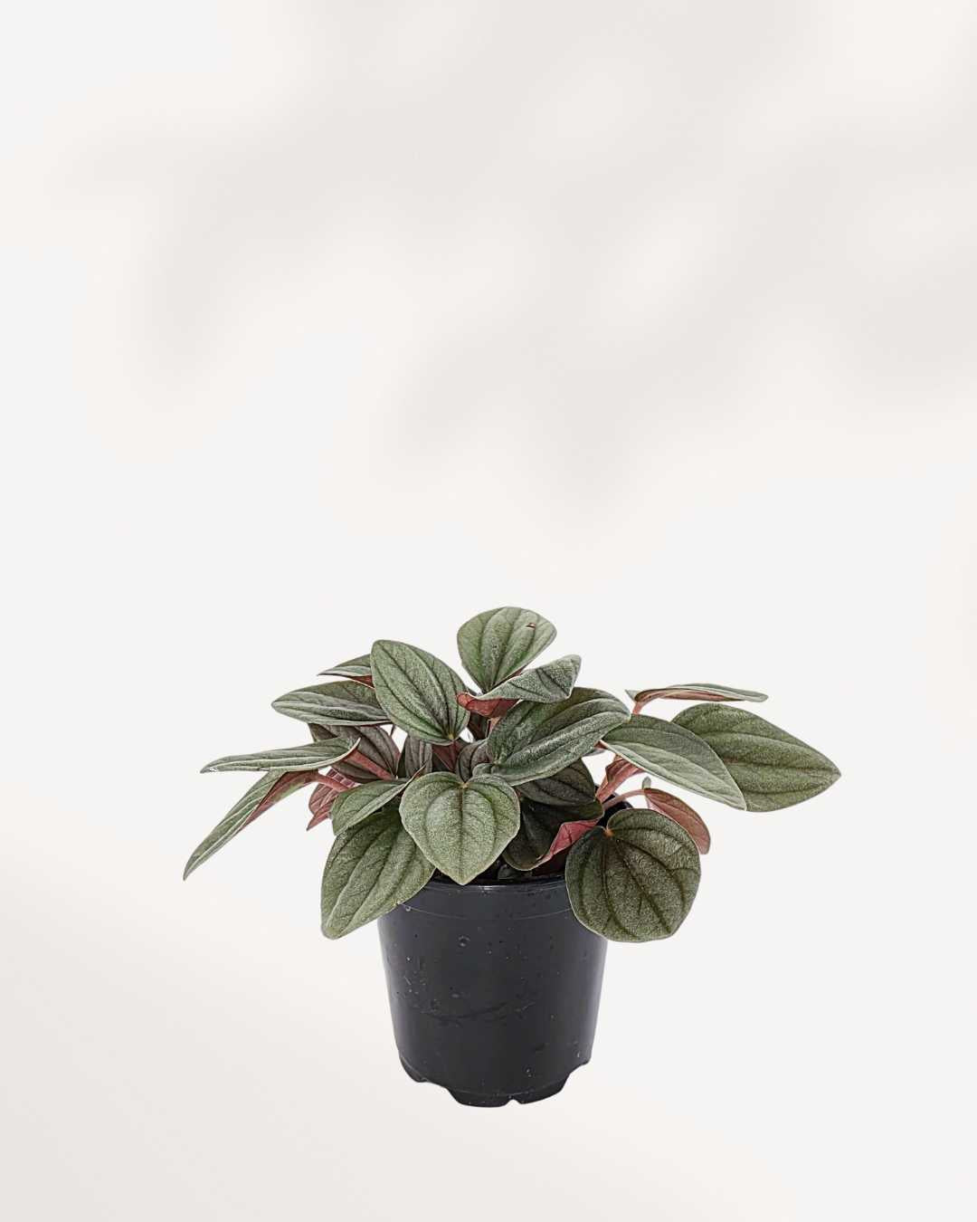 Peperomia Santorini | Buy Online