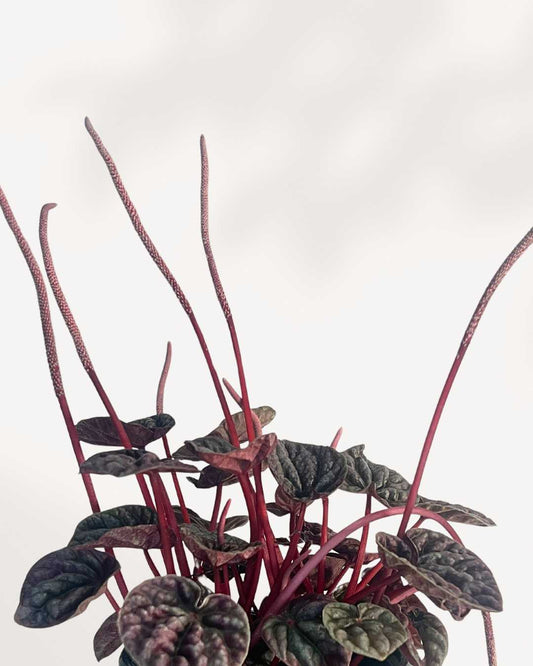 Peperomia Schumi Red 3.5" Pot - Small
