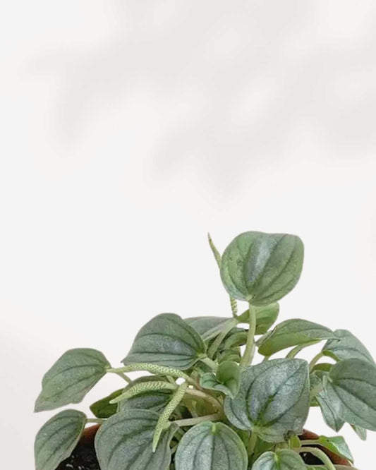 Peperomia Silver Frost 4" Pot - Small