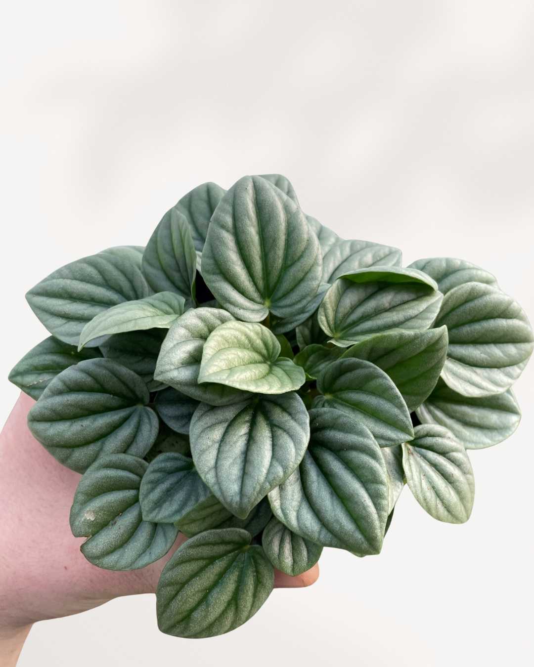 Peperomia Silver Frost
