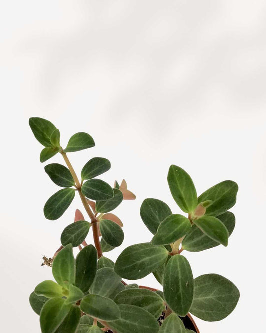 Peperomia Verticillata 3.5" Pot - XSmall