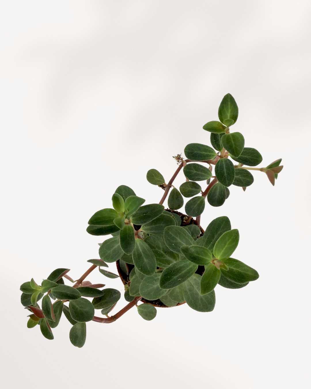 Peperomia Verticillata