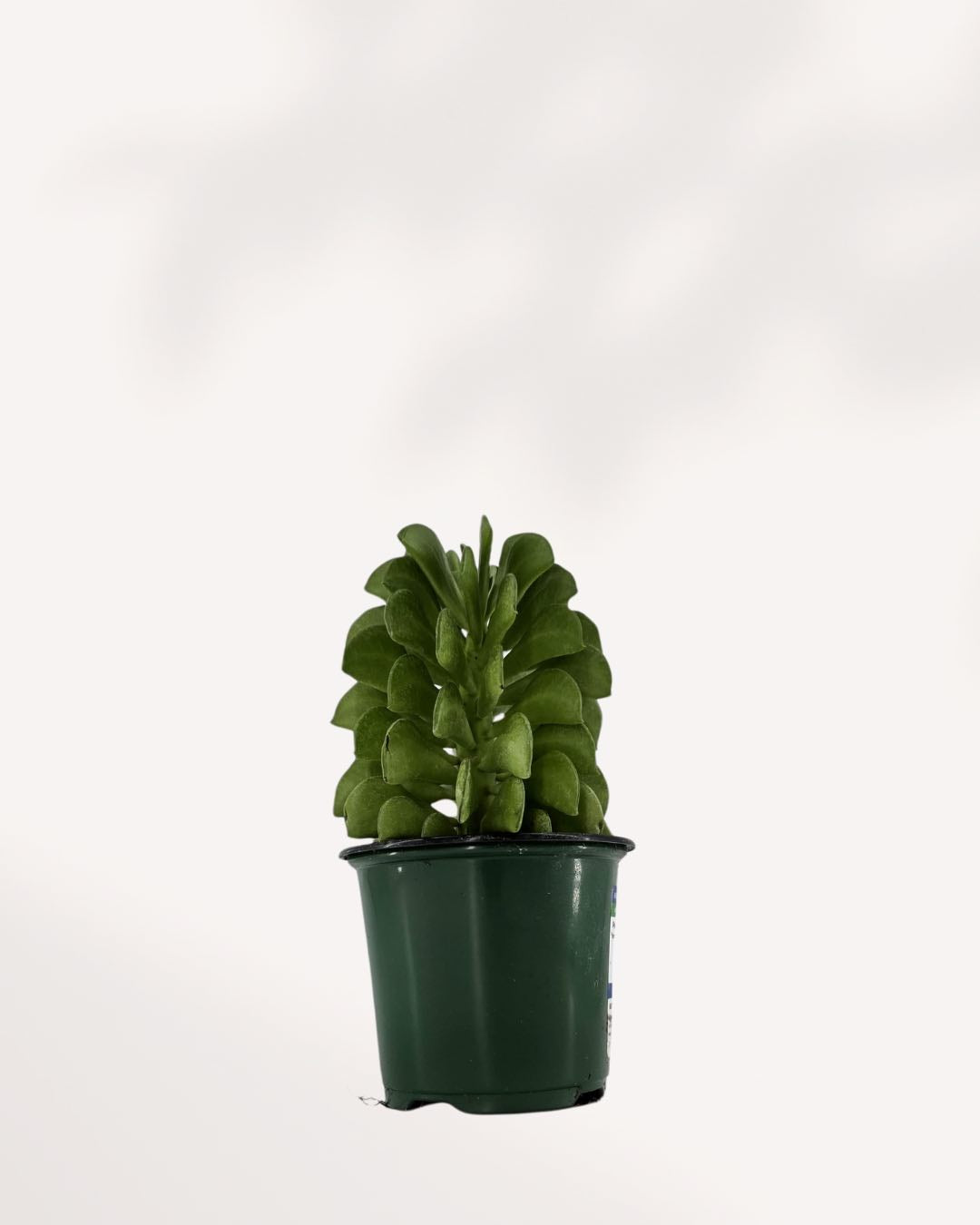 fire jade plant Peperomia Ferreyrae 'Fire Sparks' | Buy Online – Rare & Easy-Care | Mygreenscape
