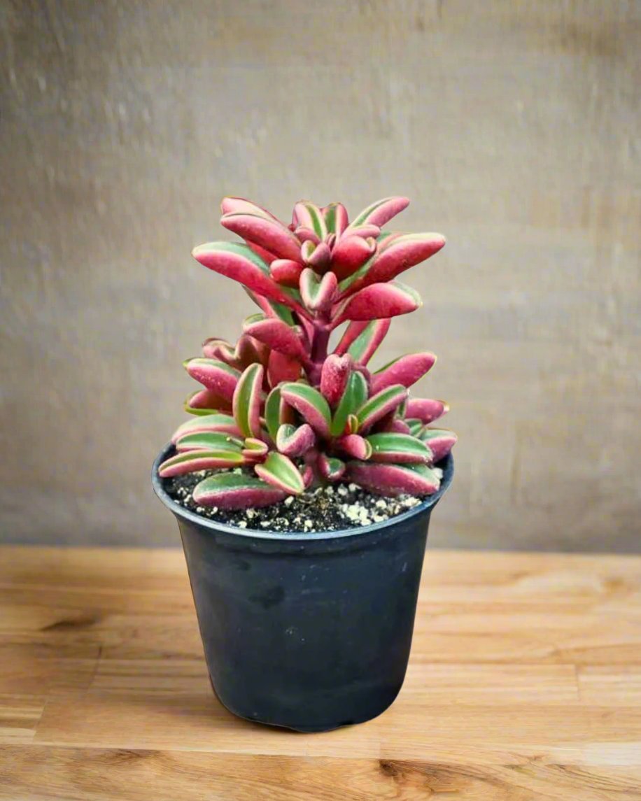 Peperomia Ruby Glow displayed on counter, fresh nursery quality plant ready for purchase, available online and in store across Richmond Hill GTA