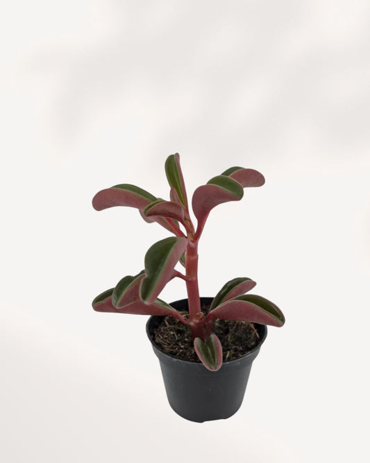 Peperomia Ruby Glow XSmall front view, compact indoor Peperomia plant with vibrant foliage, available online and in store in Richmond Hill GTA