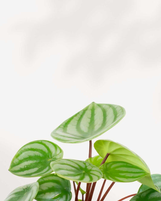 Peperomia Watermelon 4" Pot - Small
