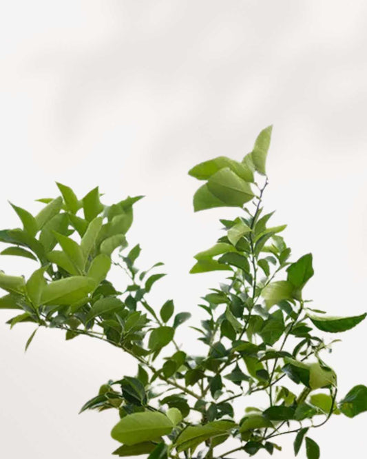 Persian Lime Tree 5" Pot - Medium