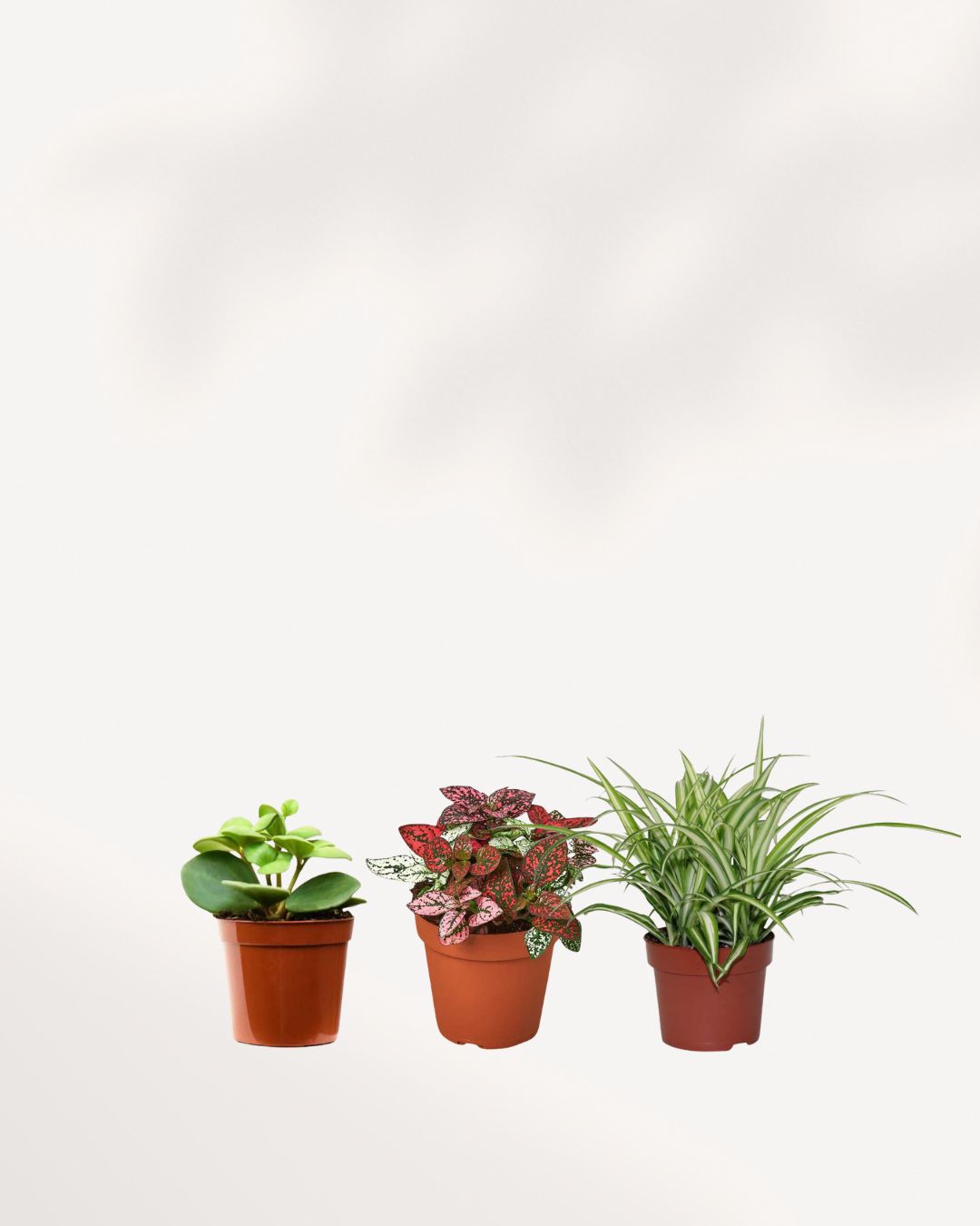 A varied group of five healthy, pet-safe indoor houseplants from the Paws & Plants mystery collection.