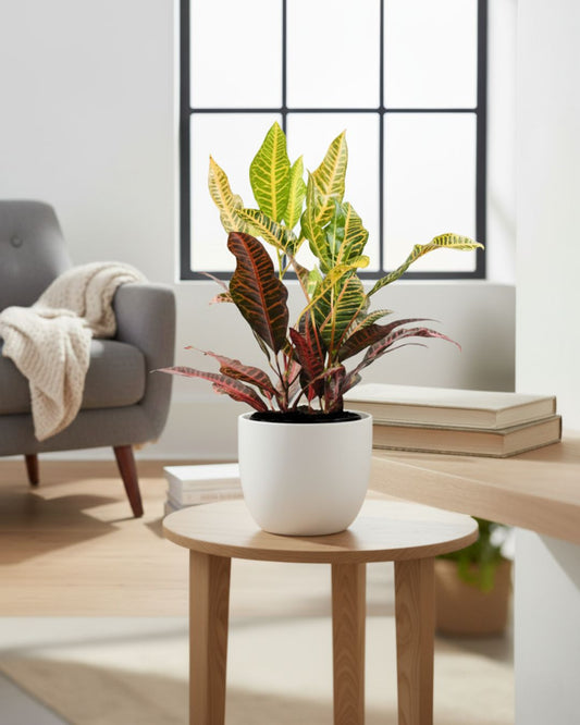 Croton Petra 3.5" Pot - Small | Buy Online