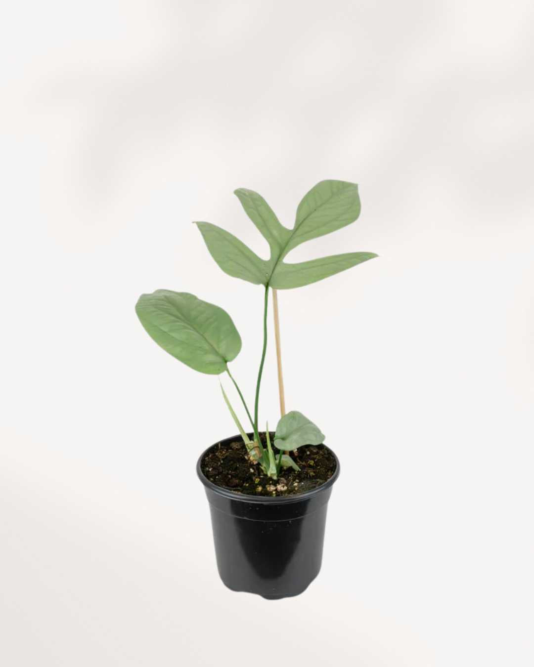 philodendron amydrium Philodendron Amydrium Spider Man | Buy Online – Exotic Indoor Plant | Mygreenscape