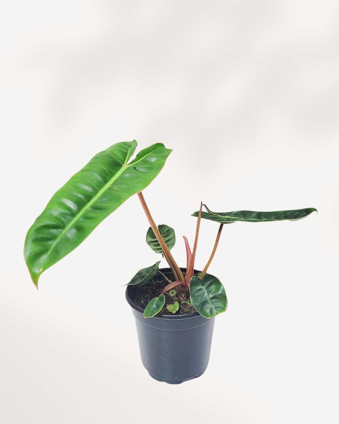 philodendron billietiae small Philodendron Billietiae | Buy Online - Rare Tropical Beauty | Mygreenscape
