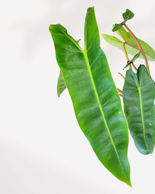 Philodendron Billietiae | Buy Online