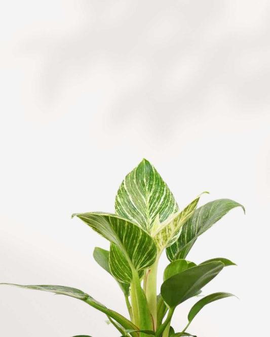 Philodendron Birkin 3.5" Pot - Small