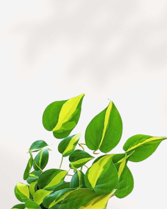 Philodendron Brasil 4" Pot - Small