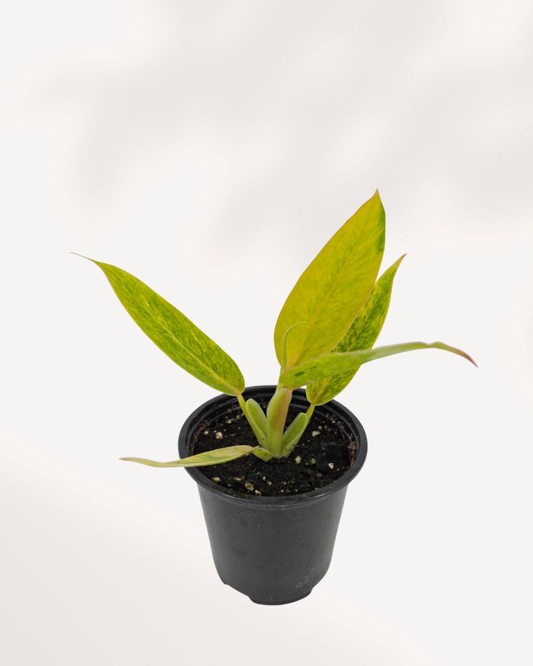 Mature Philodendron Calkins Gold with upright golden foliage, lush tropical indoor plant for collectors, delivered across Toronto GTA