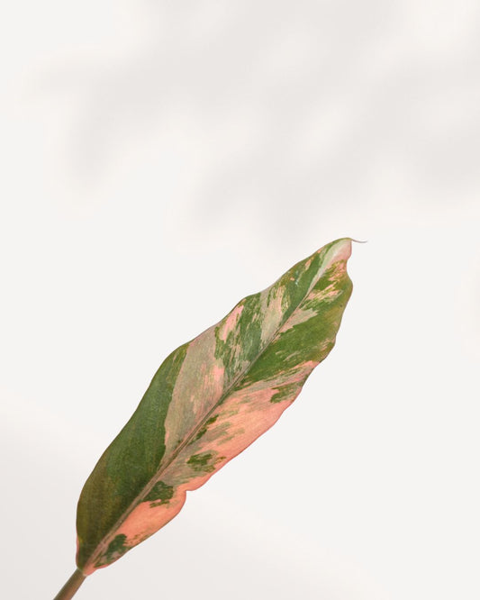 Philodendron Caramel Marble