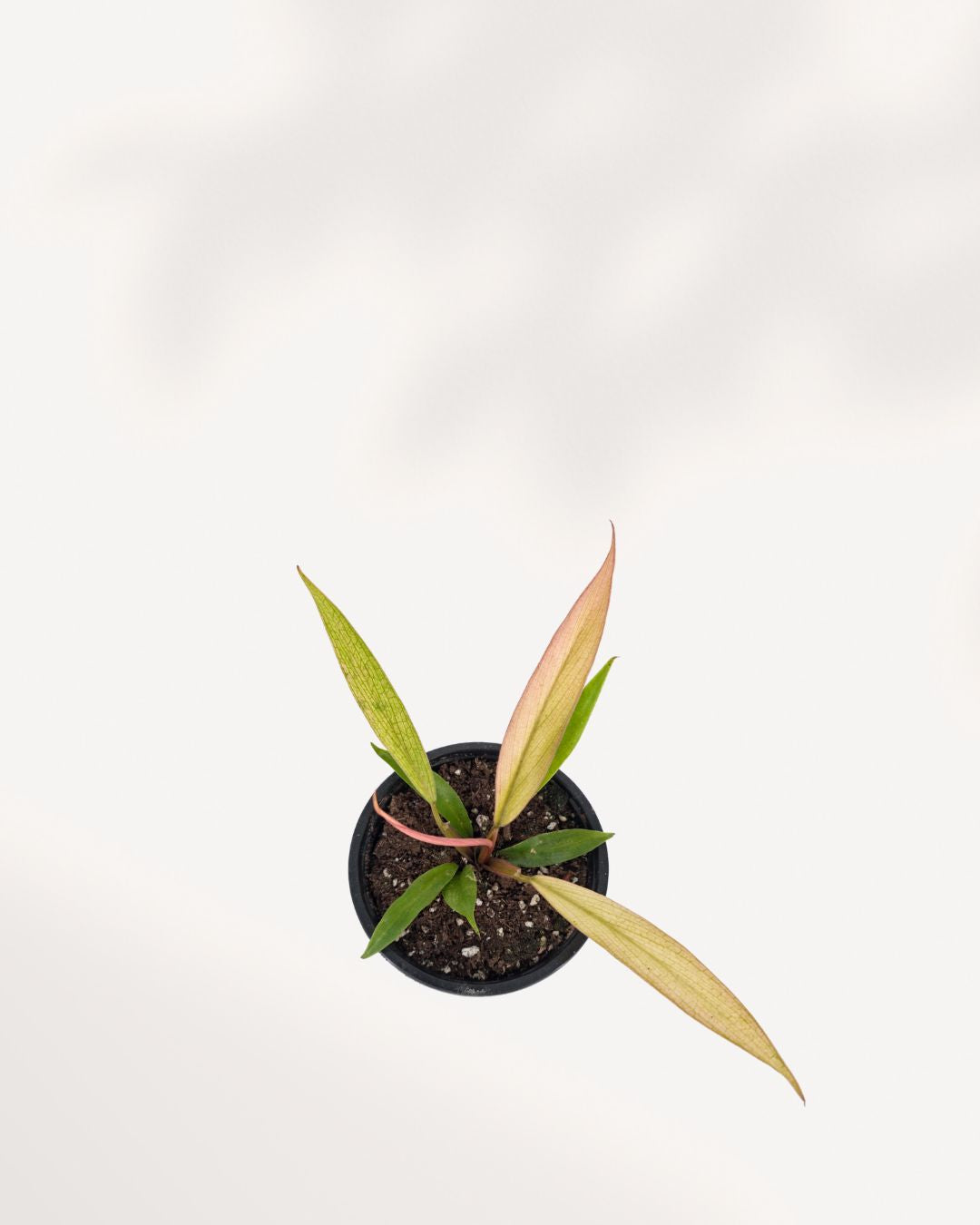 Philodendron Caramel Pluto