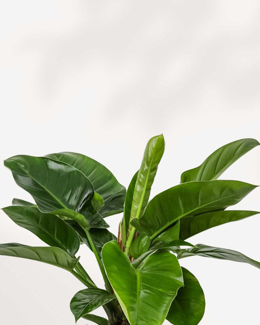 Philodendron Congo Green