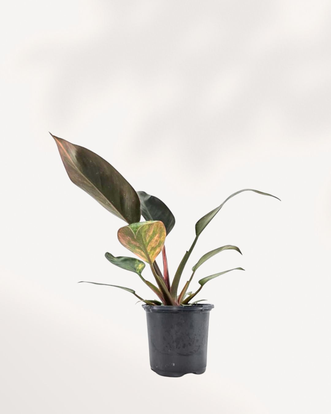 philodendron congo cats Philodendron Congo Variegated | Buy Online Indoor Plant | Mygreenscape