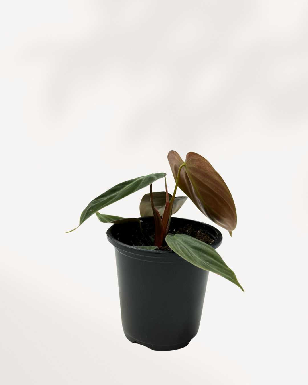 Philodendron El Choco Red