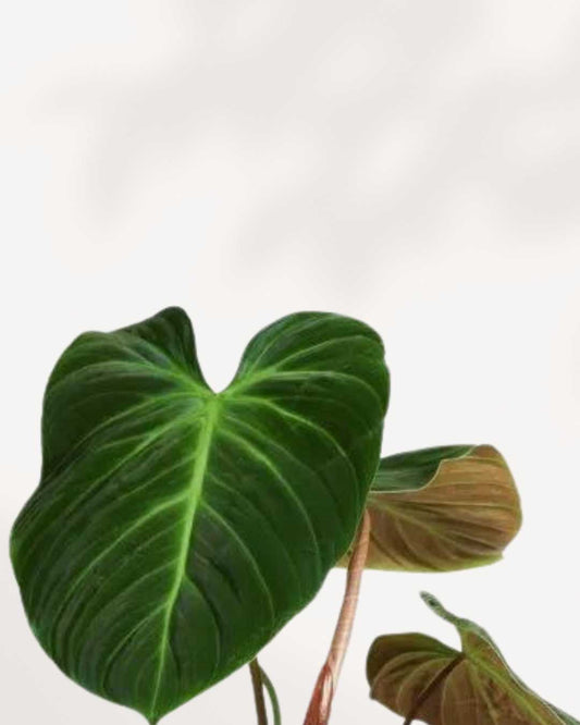Philodendron El Choco Red 4" Pot - Small