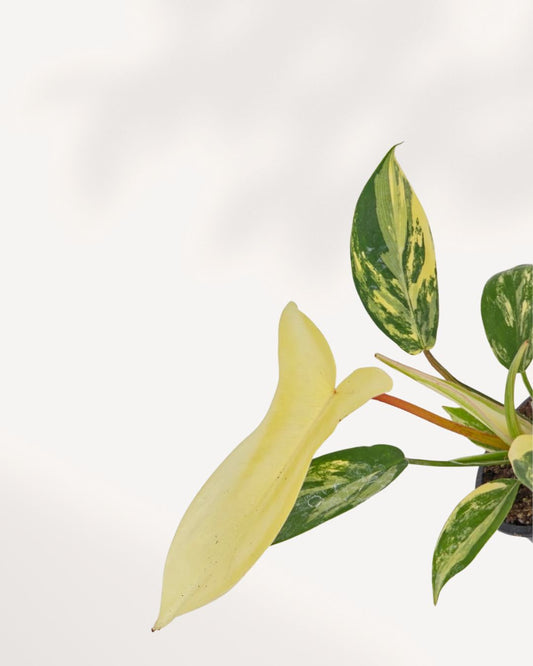 Philodendron Florida Beauty Variegated