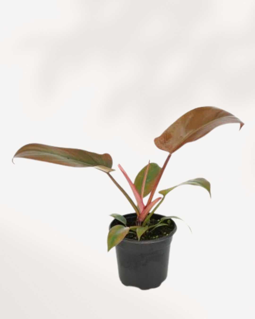 Philodendron Florida Bronze