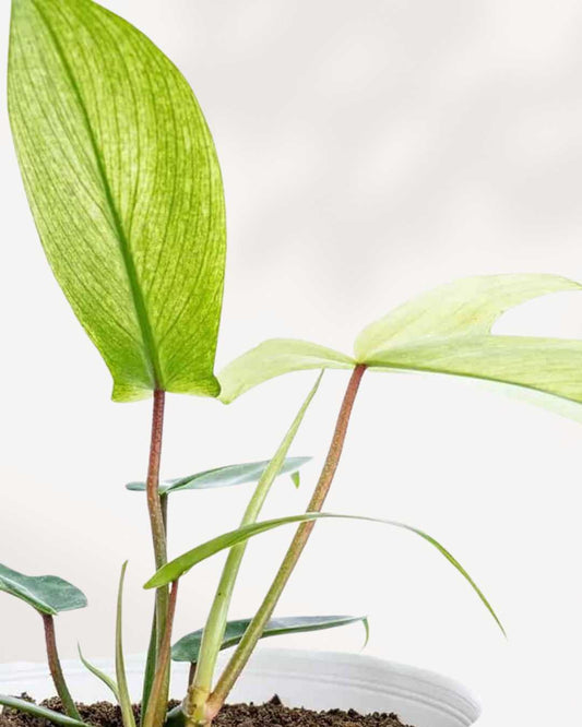 Philodendron Florida Ghost 4" Pot - Small