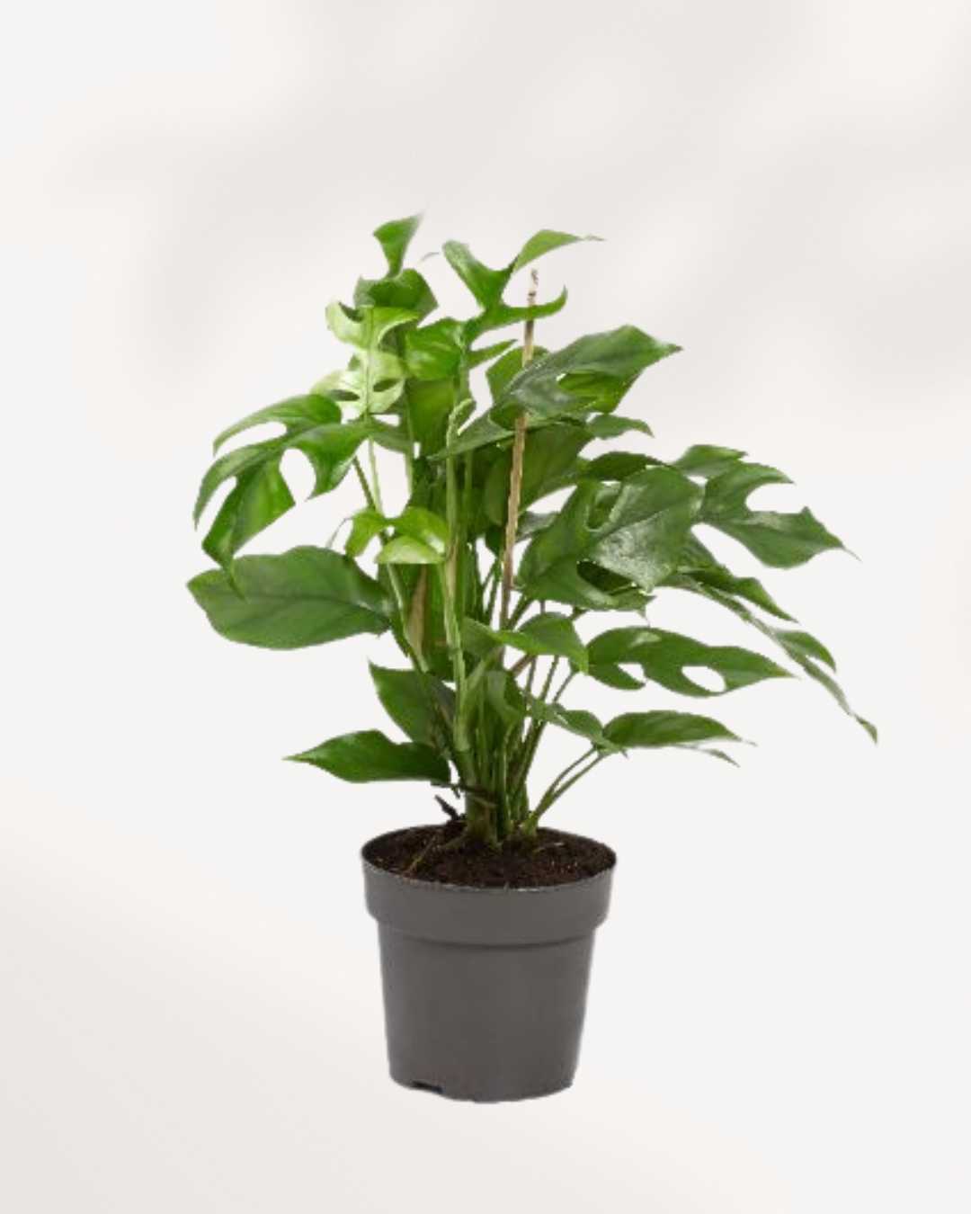 Philodendron Ginny 6" Pot - Medium