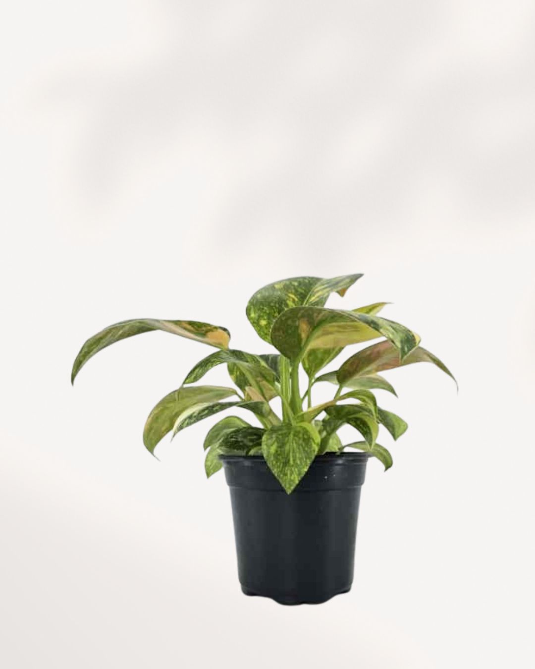 philodendron chinese congo Philodendron Green Congo Nuclear for Sale Online | Rare Tropical Houseplant | Buy Healthy Plant | Mygreenscape