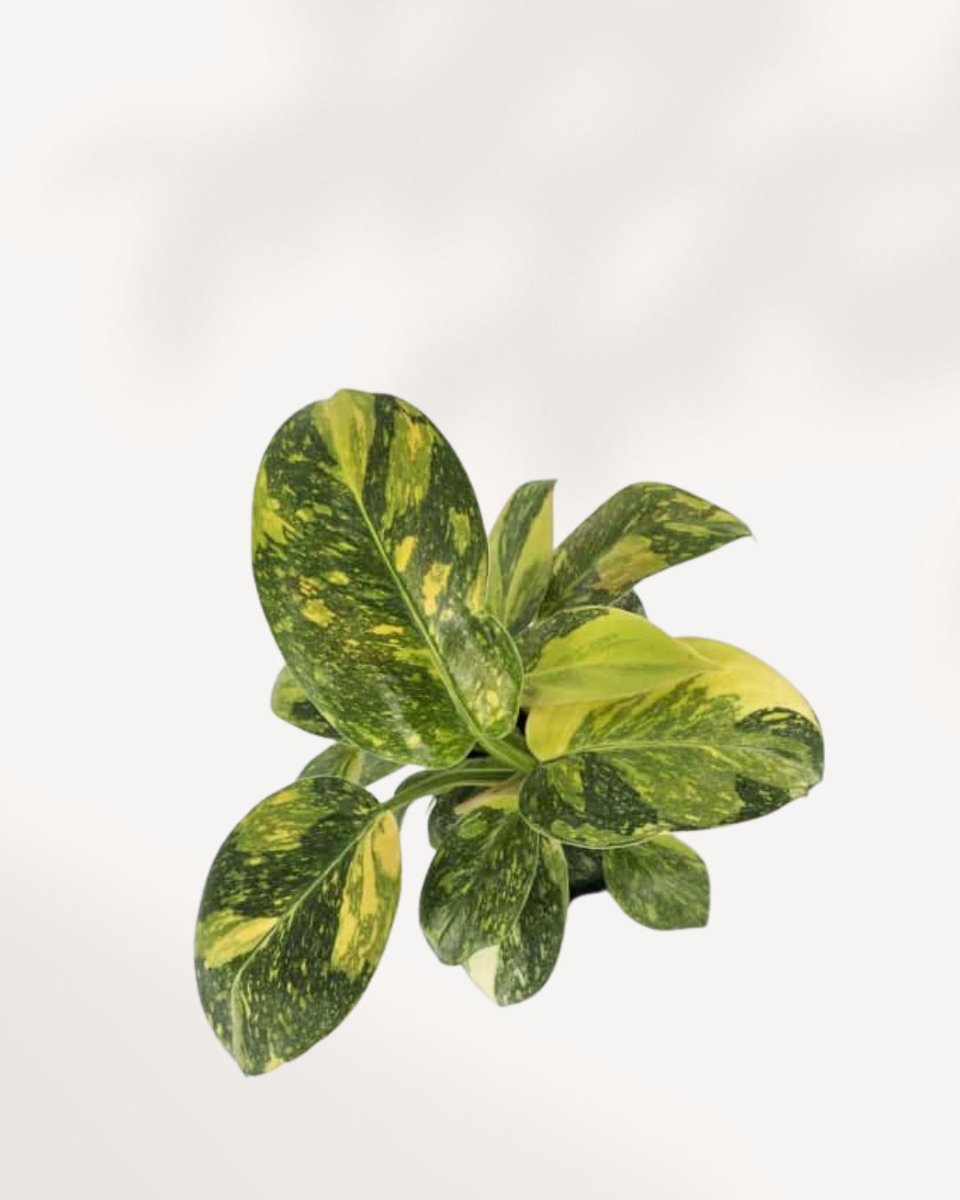 Overhead top view of Philodendron Green Congo Nuclear, demonstrating the tight, architectural rosette pattern and symmetry of the foliage.