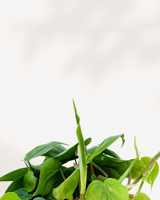 Philodendron Green 4" Pot - Small