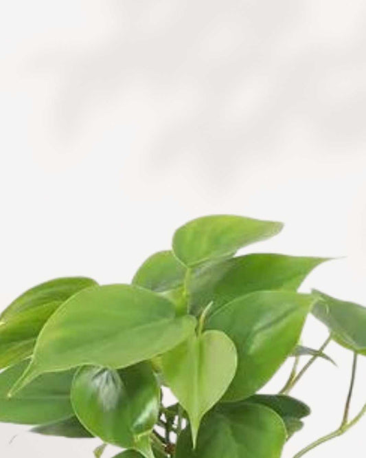 Philodendron Hederaceum Heartleaf 4" Pot - Small