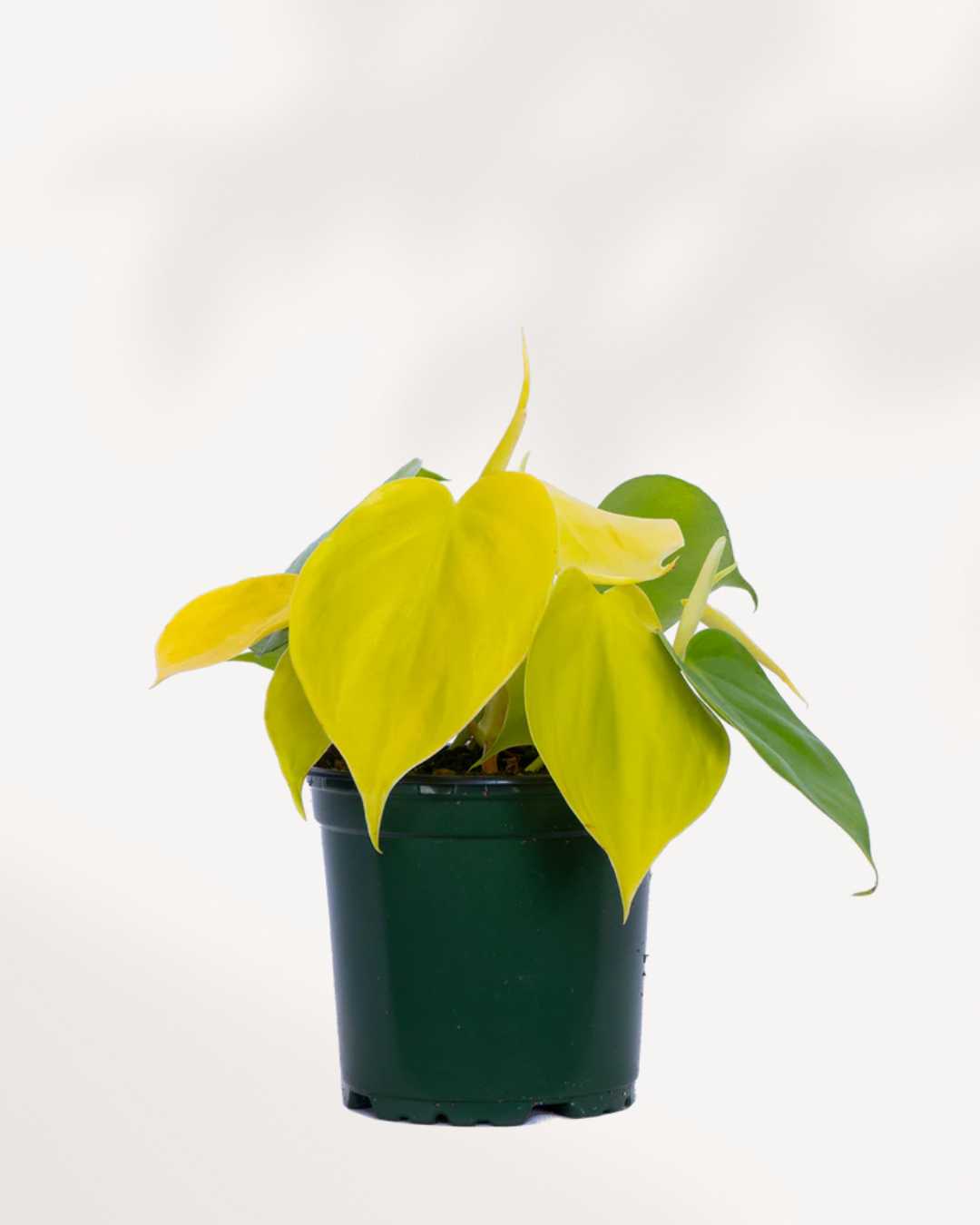 philodendron hederaceum toxic Philodendron Hederaceum Lemon Lime | Buy Online - Vibrant Indoor Plant | Mygreenscape