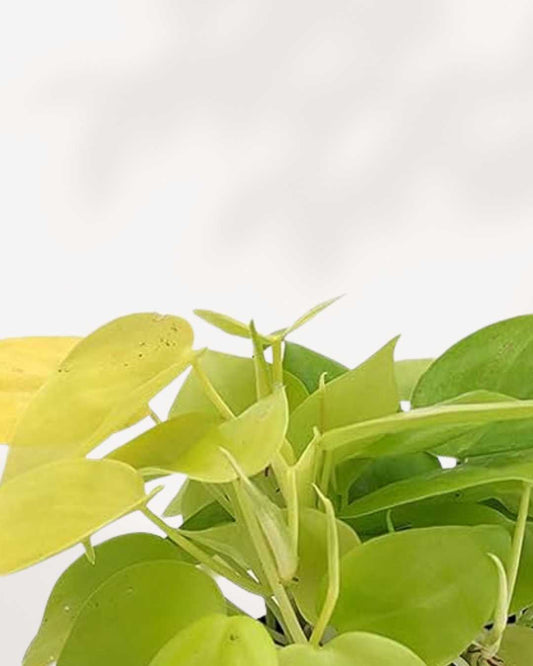 Philodendron Hederaceum Lemon Lime 4" Pot - Small