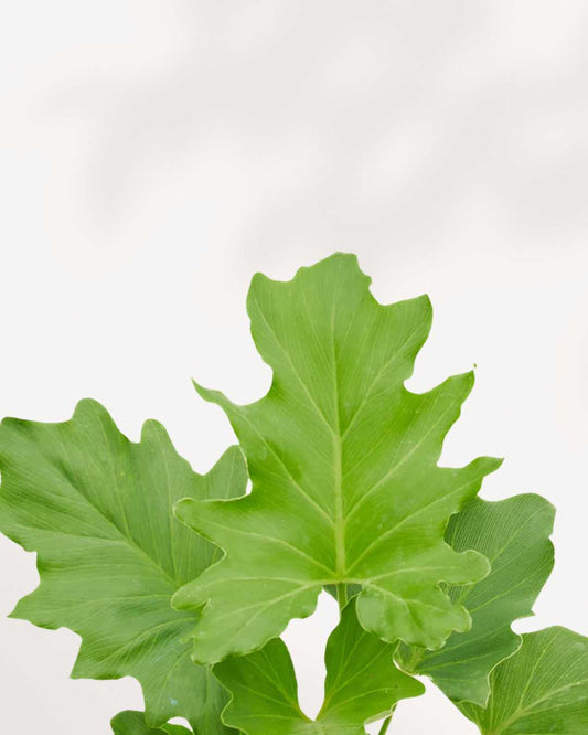 Philodendron Little Hope 6" Pot - Large