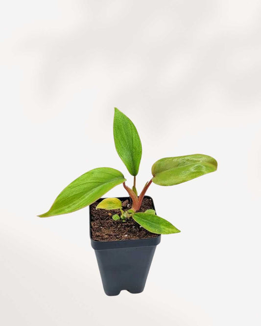 Philodendron Mayoi | Buy Online