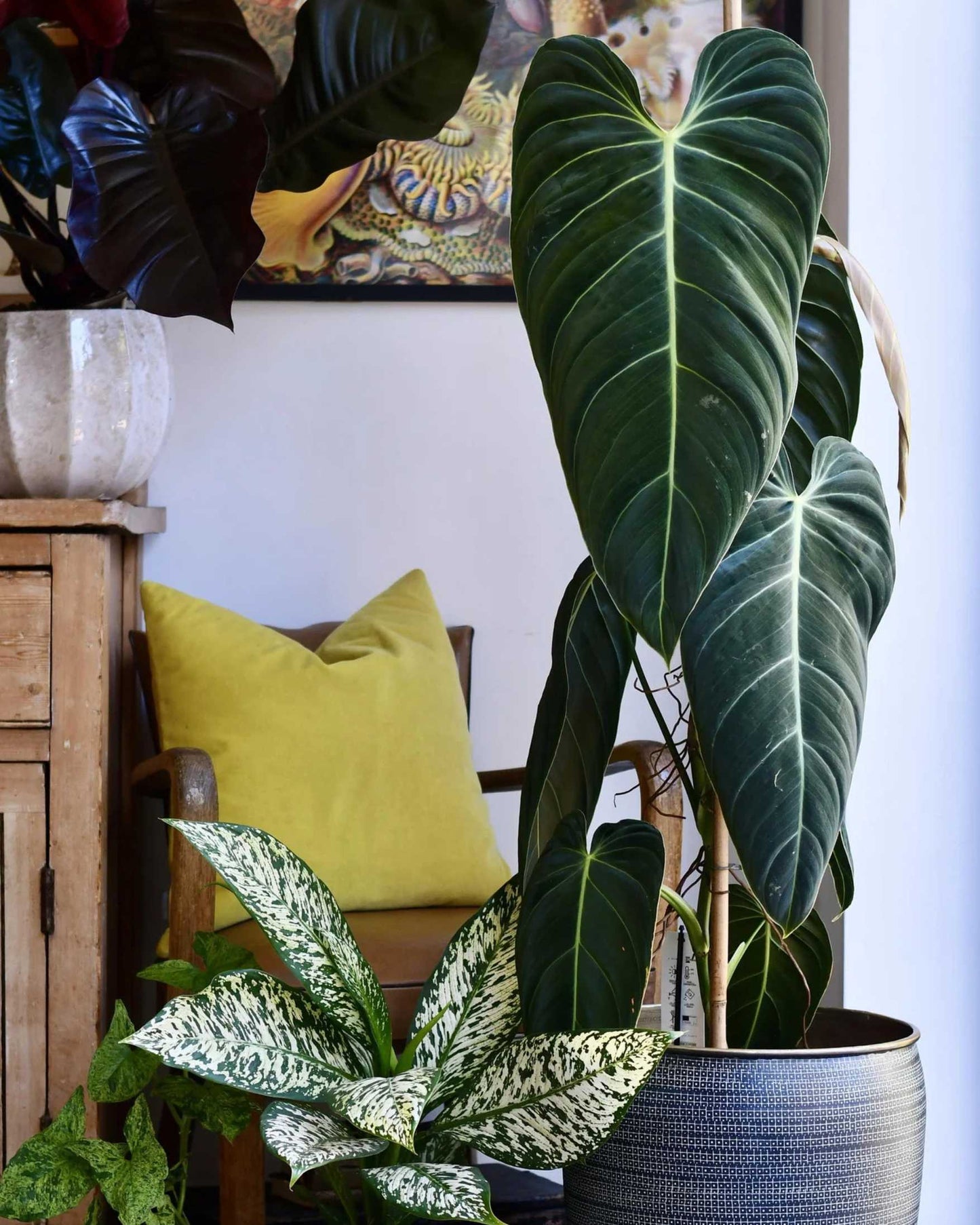 Philodendron Melanochrysum